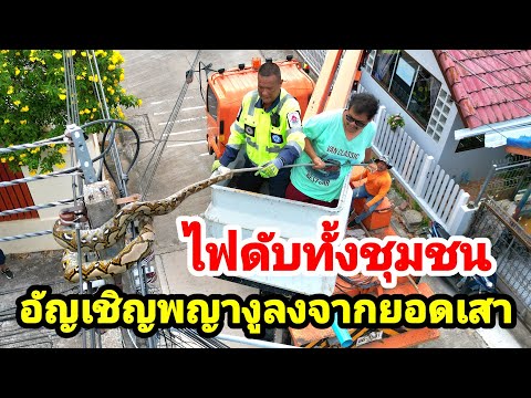 ไฟดับทั้งชุมชน อัญเชิญพญางูลงจากยอดเสา