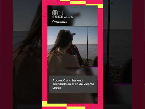 Apareció una ballena encallada en el río de Vicente López