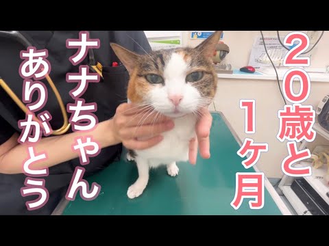 20歳のナナちゃんがお空に旅立っていきました【ご長寿三毛猫姉妹のナナちゃん】