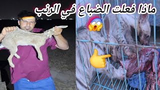 تجربة حقيقية: كيف تتصرف افراخ الضباع مع الأرانب؟