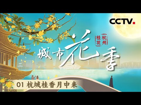 《城市花季 杭州桂花》01 杭城桂香月中来：传说杭州最早出现的桂子是月宫落下的 正好落在了灵隐寺【CCTV纪录】