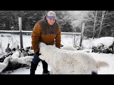 When Farmers Lose Their Voice