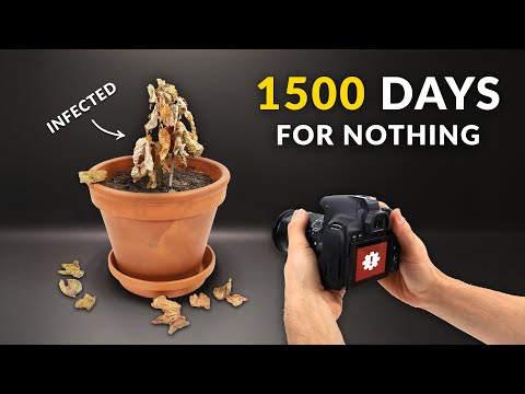 I Filmed plants for 1500 Days and Failed | Time-lapse compilation