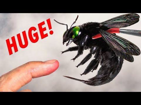 Stung by a GIANT Black Bee!