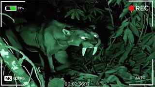 10 Veces Que Grabaron Criaturas Miticas En La Vida Real 😨