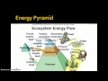 Ecosystem Components and Energy Flow