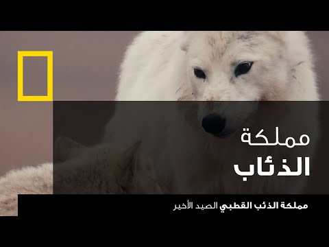 مملكة الذئب القطبي: الصيد الأخير | ناشونال جيوغرافيك أبوظبي