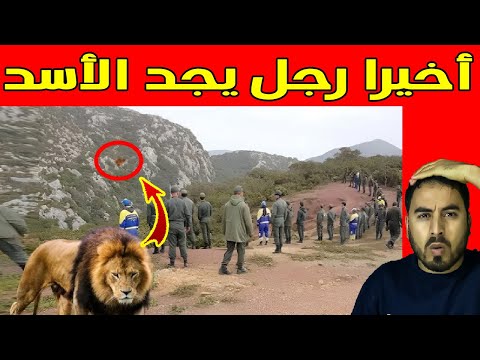 أخيرا العثور على أسد الأطلس في جبال الأطلس المغربية