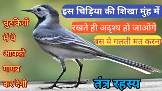 इस जादुई चिड़िया का पंख मुंह रखते ही अदृश्य हो जाओगे पहचान लो इसे मिल जाए छोड़ना मत पक्षी रहस्य//