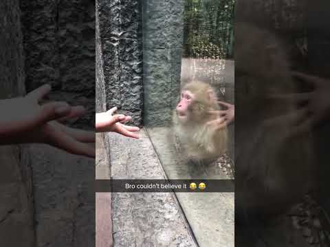 Adorable monkeys: the smartest animals in the world!