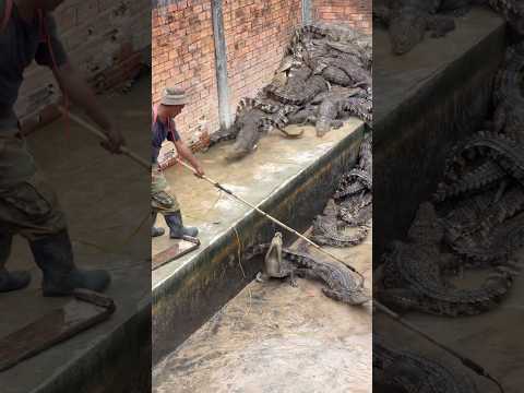 He used his magic hands to catch crocodiles.#shortvideo #crocodile #shorts