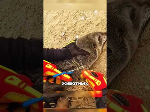 Отлов морских леопардов🙏