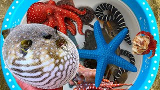 Tangkap ikan buntal dan gurita, keong, kerang, kelomang, ikan laut, kepiting, belut, ikan hias