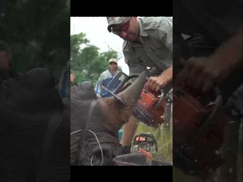 Why They Radioactive Rhino Horn 😨 By Wild Adventures
