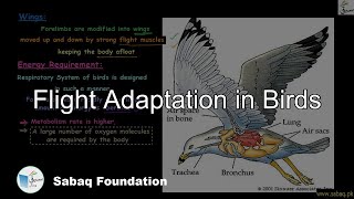 Flight Adaptation in Birds