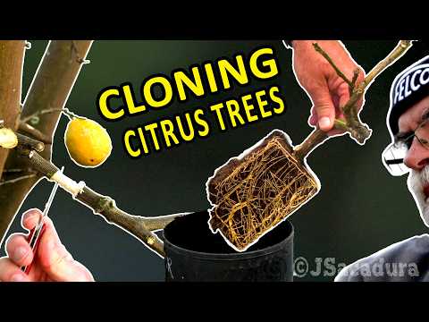 EASY CLONING OF CITRUS TREES | Air Layering Method for Citrus Trees