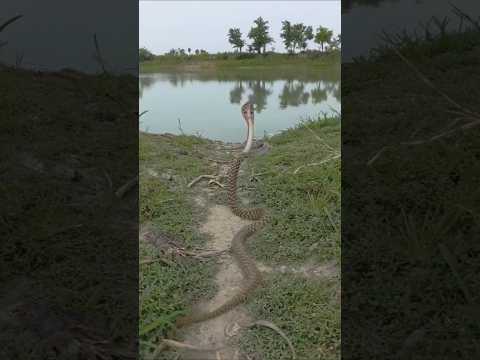 দুই সাপ মুখোমুখি | Two snakes facing each other