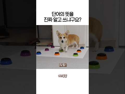 간식 버튼을 눌렀는데 산책이 나온다면?!