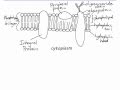 Phospholipid Bilayer and Membrane Proteins