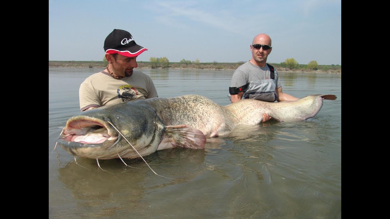 Big catfish big emotions - hd by yuri grisendi