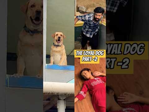 🥰A Loyal Dog’s Love-2🥰❤️watch till end❤️ #labrador #doglover #goldenretriever #doglove #puppies