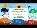 Photosynthesis Processes and Functions