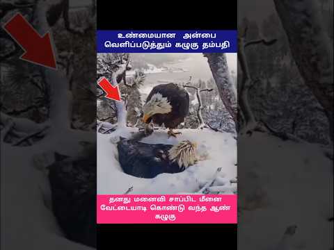 அன்பு தானே எல்லாமே.!🦅 #shorts #eagle #TRENDING