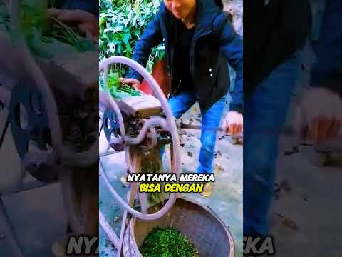 Cara pintar memotong rumput untuk pakan ternak menggunakan alat sederhana