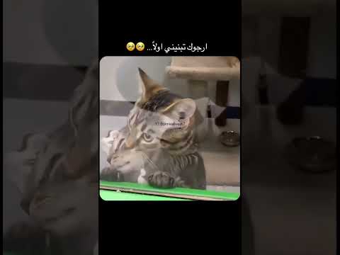 تبنيني اولاً 🥹 #dance #bts #اكسبلور #لايك_اشتراك #funny #قطط #cat #cats