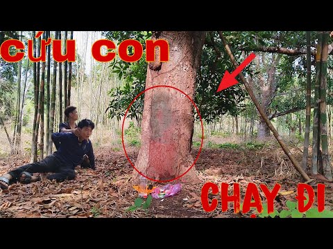 Kinh Hoàng Khuôn Mặt Quỷ Sức Hiền Tại Cây Xoài Khiến Ai Cũng Sợ |Phim Ma