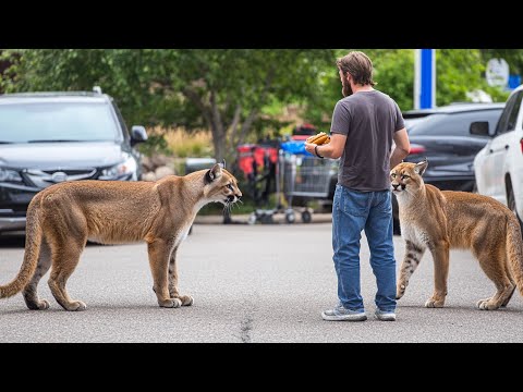 150 Incredible Animal Moments Caught on CCTV Camera (Best of Compilation)