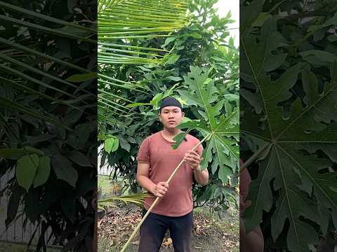Buat terompet keren dari daun pepaya