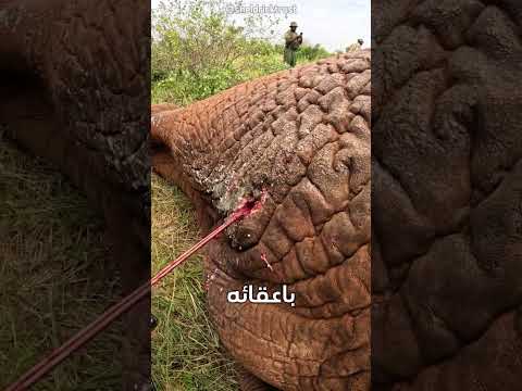 إطلاق رصاصة على فيل لكن 💉🐘