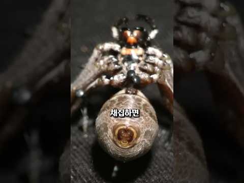 거미줄을 강제로 뽑는다면?