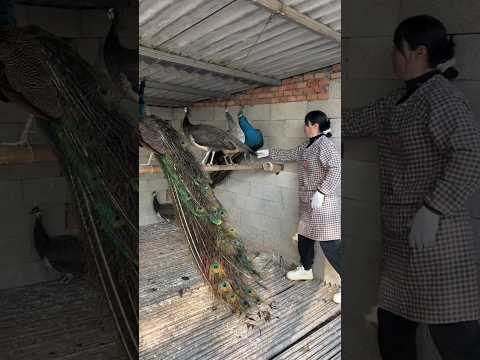 beautiful peacock 🦚 in flaying With Girl's Hand 👏 #shortsfeed#birdspecies#peacock#shorts#bangladesh
