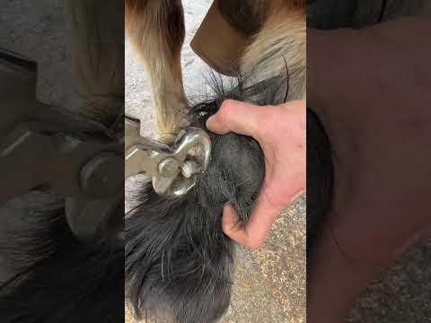 Long ergot needs trimming ! #farrier #satisfying #asmr#farrierlife
