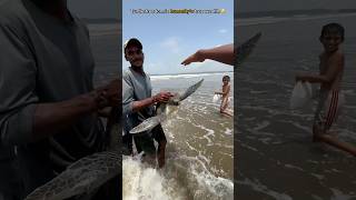 🐢 Rare Moment: Rescued Turtle Blesses Everyone Before Returning to the Ocean 🥺