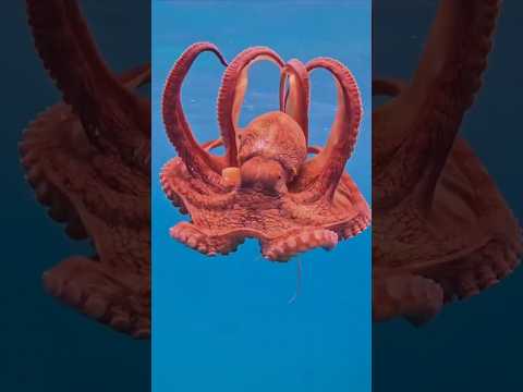 أغرب 6 وسائل دفاع للحيوانات للبقاء علي قيد الحياة الجزء الثاني