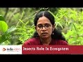 The Importance of Insects in Ecosystems