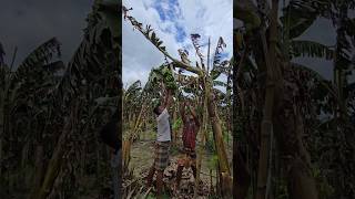 How bananas are cut, food (episode 3089) 😱 #shorts