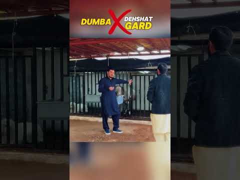 Favourite Dumba #dumba #fyp #t4tamasha #qurbani2025 #cowmandi #pakistan #shorts #rawalpindi #karachi