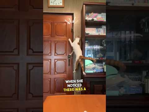 This is how smart a cat can be #shorts
