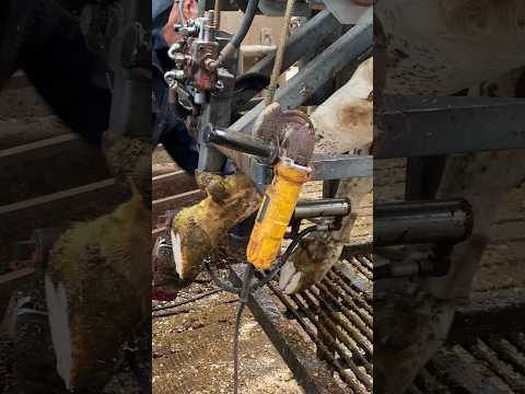 Caring for Hooves: Cow Comfort in the Trimming Machine