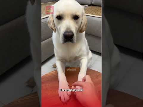 Lu trắng thích thể hiện và cái kết 😂😂 #pets #viralvideo #funny #animals #thucung #haihuoc #giaitri