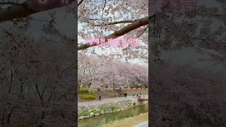 양재천 여의천 벚꽃 실시간 개화상황 #양재천 #벚꽃명소 #양재시민의숲