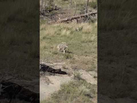 В лесу с тепловизором — Цель на мушке #hunting #youtubeshorts #wildlife #viralvideo