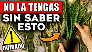 NO TENGAS esta PLANTA sin SABER ESTO!! Lengua de Suegra CUIDADOS, SECRETOS y RIESGOS