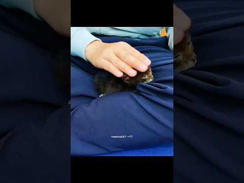 Rescue Of Little Cat 🐱💧
