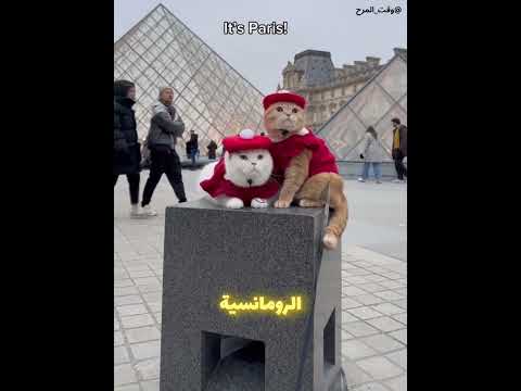 القطّ الرحّالة