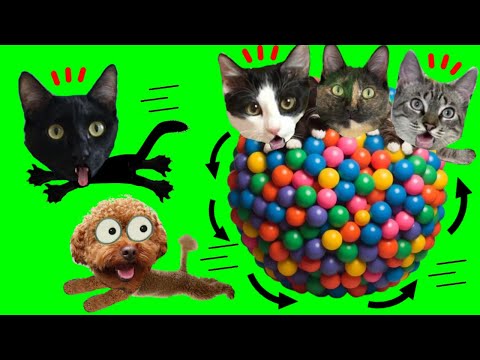 LOS MEJORES VIDEOS DE JUEGOS PARA GATOS Y PERROS / Video de gatitos graciosos Luna y Estrella